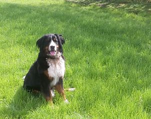 Guest house 173009 - Holiday property Midden Drenthe - Vakantiehuis in Eesergroen