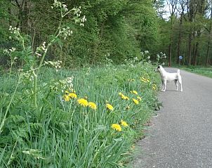 Guest house 173505 - Holiday property Midden Drenthe - Vakantiehuis in Smilde