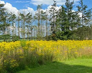 Prachtige bloemenweide nabij Vakantiehuis in Odoorn, Midden Drenthe.