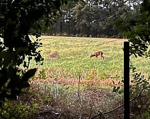 Unterkunft 173908 - Ferienhaus Midden Drenthe - Huisje in Nieuw Balinge