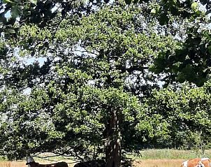 Landelijke omgeving van Vakantiehuisje in Wezup, Midden Drenthe met grazende koeien.