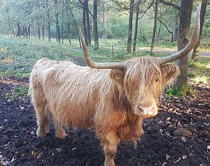 Schotse hooglander in de omgeving van Vakantiehuisje in Wezup, Midden Drenthe.