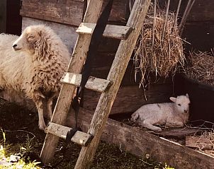 Guest house 174601 - Holiday property Midden Drenthe - Huisje in Zuidveld