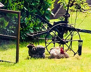 Guest house 174601 - Holiday property Midden Drenthe - Huisje in Zuidveld