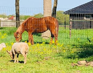 Guest house 174601 - Holiday property Midden Drenthe - Huisje in Zuidveld