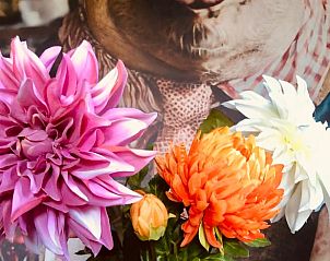 Guest house 174602 - Holiday property Midden Drenthe - Vakantiehuisje in Zuidveld