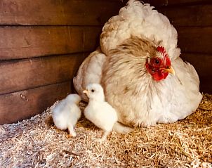 Guest house 174602 - Holiday property Midden Drenthe - Vakantiehuisje in Zuidveld