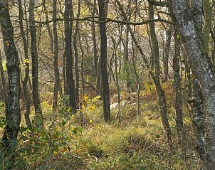 Bosrijke omgeving rond vakantiehuis Peize, Noord Drenthe, ideaal voor wandelingen.