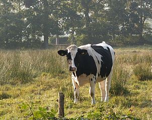 Koe in weiland nabij Huisje in Peize, Noord Drenthe, omgeven door rust en natuur.