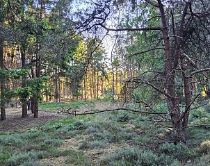 Bosrijke omgeving van Huisje in Een, een vakantiehuis in Noord Drenthe, met hoge bomen.