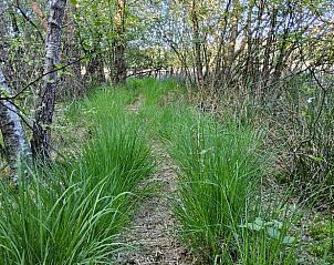 Wandelpad door het gras bij Huisje in Een, een vakantiehuis in Noord Drenthe.