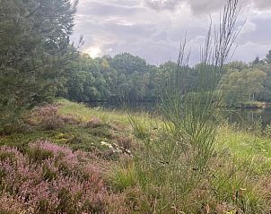 Natuurlijke omgeving van Huisje in Een, Noord Drenthe met heide en bomen.