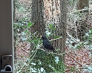 Unterkunft 1809100 - Ferienhaus Noord Drenthe - Vakantiehuis in Norg