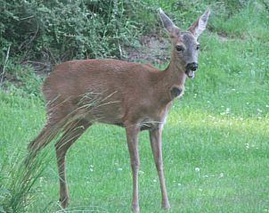 Verblijf 180957 - Vakantiewoning Noord Drenthe - Vakantiehuis in Norg