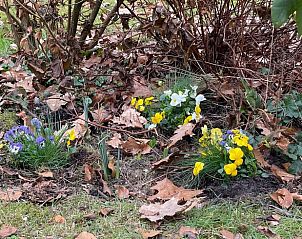 Frhliche Frhlingsblumen im Garten des Ferienhauses in Norg, Nord-Drenthe, Drenthe.