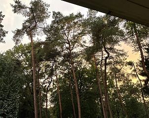 Blick auf hohe Bume vom Cottage in Norg, einer ruhigen Gegend in Nord-Drenthe, Drenthe.