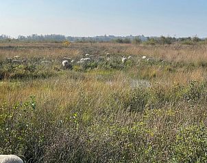 Schafe in der Nhe von Cottage in Norg, entdecken Sie die Natur in Nord-Drenthe, Drenthe.