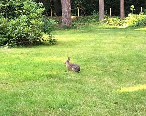 Ein Kaninchen im Garten des Ferienhauses in Norg, genieen Sie die lokale Tierwelt in Nord-Drenthe, Drenthe.