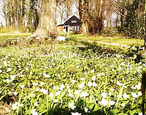 Vakantiehuisje in Midlaren, Noord Drenthe, omgeven door bloeiende bloemen in een prachtige natuurlijke omgeving.