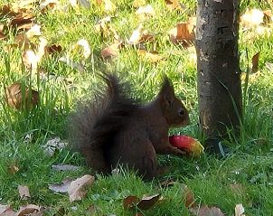 Winterlandschap bij Vakantiehuisje in Midlaren, Noord Drenthe, met besneeuwde bomen en een rustgevende sfeer.
