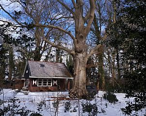 Eekhoorn in de tuin van Vakantiehuisje in Midlaren, Noord Drenthe, genietend van een appel in de natuur.