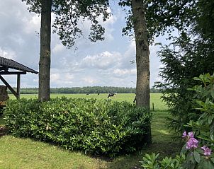 Groen uitzicht vanaf vakantiehuis DG1879 in Borger, Noord Drenthe met grazende koeien.