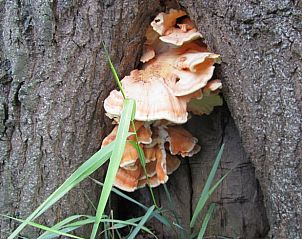 Paddenstoelen groeien aan een boom nabij Vakantiehuisje in Schipborg, Noord Drenthe.