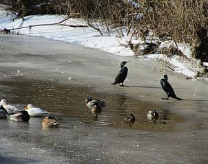 Watervogels op ijs nabij vakantiehuis in Schipborg, Noord Drenthe, in een winterse omgeving.