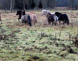 Galopperende paarden in weiland nabij vakantiehuis in Schipborg, Noord Drenthe, in open landschap.