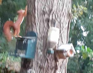 Natuurlijke omgeving rond vakantiehuisje in Schipborg, met eekhoorn in de tuin.