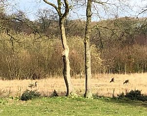 Herten in de verte gezien vanuit Vakantiehuisje in Schipborg, Noord Drenthe, in een open veld.