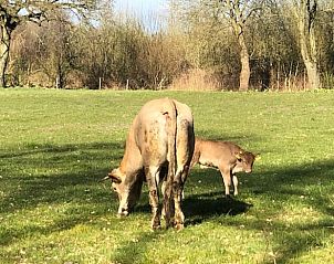 Koeien grazen in weiland bij Vakantiehuisje in Schipborg, Noord Drenthe, op een zonnige dag.