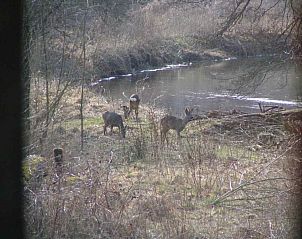 Wilde herten gespot in de buurt van DG575 vakantiewoning in Schipborg, Drenthe.