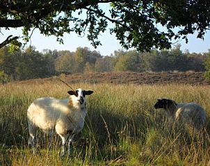 Schapen in de natuur rondom Gasteren Stee en Stoede vakantiehuis in Gasteren, Noord Drenthe.
