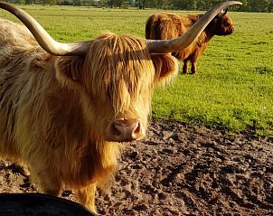 Hooglanders in de weide nabij Gasteren Stee en Stoede vakantiehuis in Gasteren, Noord Drenthe.