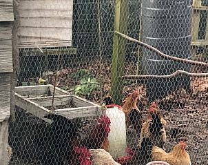 Kippenren bij Huisje in Tynaarlo, landelijke sfeer in vakantiehuis Noord Drenthe, Drenthe.