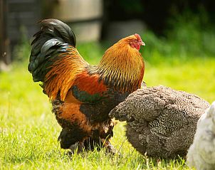 Kleurvolle haan in de tuin van Vakantiehuisje in Tynaarlo, Noord Drenthe, Drenthe.