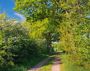 Zonnig wandelpad door groene natuur bij Vakantiehuisje in Tynaarlo, Noord Drenthe, Drenthe.