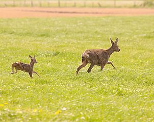Reen in de velden rondom Vakantiehuisje in Tynaarlo, een serene natuurervaring in Noord Drenthe, Drenthe.