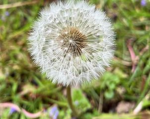 Unterkunft 183301 - Ferienhaus Noord Drenthe - Huisje in Lieveren