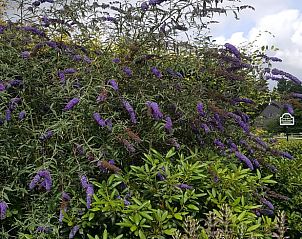 Paarse bloesems in de tuin van Huisje in Roderesch, Noord Drenthe, Drenthe.