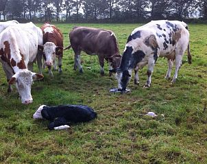 Boerderijdieren in de omgeving van Vakantiehuis in Zeegse, Drenthe, een landelijke ervaring.