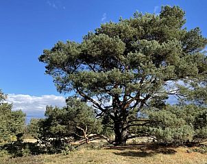 Grote dennenboom in de buurt van Vakantiehuis in Zeegse, Noord Drenthe, omgeven door natuur.