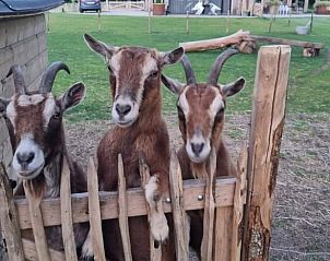 Schattige geiten in de tuin van Vakantiehuisje in Zeegse, Drenthe, ideaal voor dierenliefhebbers.