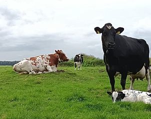 Rustieke koeien in de weide bij Vakantiehuisje in Zeegse, Noord Drenthe, voor een authentieke ervaring.