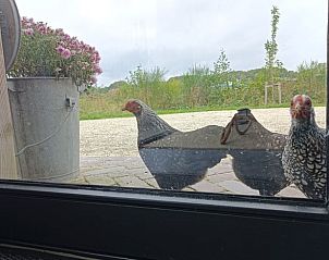 Nieuwsgierige kippen bij het raam van Vakantiehuisje in Zeegse, Drenthe, een charmant tafereel.