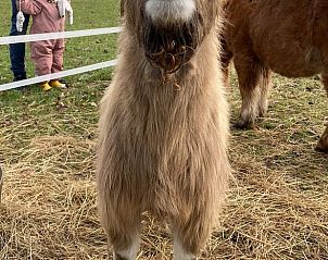 Schattige lama in de tuin van Vakantiehuisje in Zeegse, Drenthe, voor een unieke ervaring.