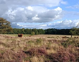 Huisje in Zeegse, Noord Drenthe, Schotse hooglanders in de nabijgelegen natuur.