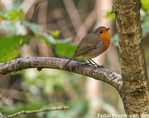 Roodborstje in de natuur rondom Vakantiehuisje in Steenbergen, Noord Drenthe, Drenthe.