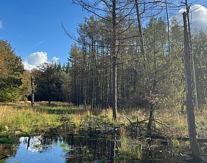 Rustige bossen rond Vakantiehuis in Veenhuizen, ideale plek voor wandelingen in Drenthe.